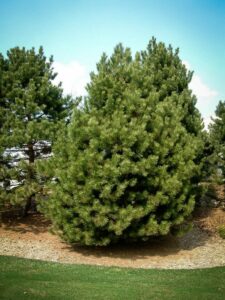 Сосна Чёрная (Pinus Nigra) купить по цене от 270.00р. в интернет-магазине «Посадика» с доставкой почтой в в Тосное и по всей России – [изображение №1].