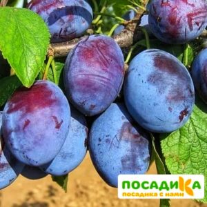 Слива Чачакская ранняя купить по цене от 229.00р. в интернет-магазине «Посадика» с доставкой почтой в в Тосное и по всей России – [изображение №1].