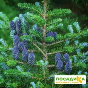 Пихта корейская (Abies koreana) купить по цене от 450.00р. в интернет-магазине «Посадика» с доставкой почтой в в Тосное и по всей России – [изображение №1].