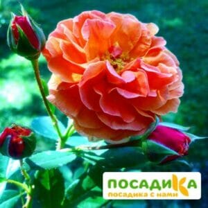 Роза Арабия купить по цене от 350.00р. в интернет-магазине «Посадика» с доставкой почтой в в Тосное и по всей России – [изображение №1].