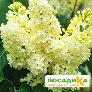 Сирень Примроуз (Primrose) купить по цене от 529.00р. в интернет-магазине «Посадика» с доставкой почтой в в Тосное и по всей России – [изображение №1].