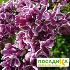 Сирень Сенсация купить по цене от 529.00р. в интернет-магазине «Посадика» с доставкой почтой в в Тосное и по всей России – [изображение №1].