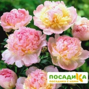 Пион Распберри Сандей (Paeonia Raspberry Sundae) купить по цене от 959р. в интернет-магазине «Посадика» с доставкой почтой в в Тосное и по всей России – [изображение №1].