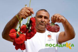 Клубника Гигант Джорнея купить по цене от 266р. в интернет-магазине «Посадика» с доставкой почтой в в Тосное и по всей России – [изображение №1].