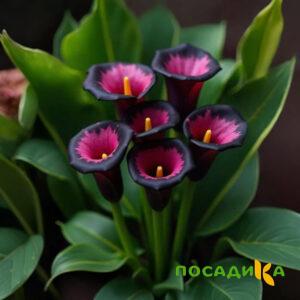 Калла Аура Лейс купить по цене от 400р. в интернет-магазине «Посадика» с доставкой почтой в в Тосное и по всей России – [изображение №1].