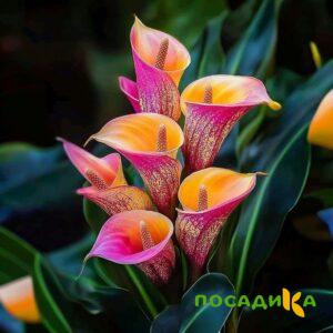 Калла Оникс купить по цене от 450р. в интернет-магазине «Посадика» с доставкой почтой в в Тосное и по всей России – [изображение №1].
