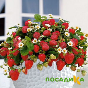 Клубника Рубиновый Шепот (горшечная) купить по цене от 240р. в интернет-магазине «Посадика» с доставкой почтой в в Тосное и по всей России – [изображение №1].
