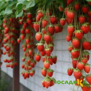 Клубника вьющаяся Комплимент купить по цене от 470р. в интернет-магазине «Посадика» с доставкой почтой в в Тосное и по всей России – [изображение №1].