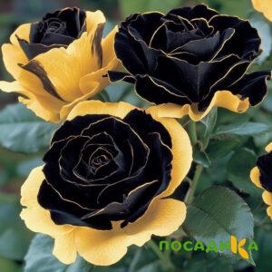 Роза Ханни Сикл купить по цене от 700р. в интернет-магазине «Посадика» с доставкой почтой в в Тосное и по всей России – [изображение №1].