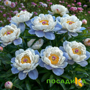 Пион акварельный Этюд купить по цене от 806р. в интернет-магазине «Посадика» с доставкой почтой в в Тосное и по всей России – [изображение №1].