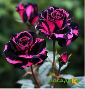 Роза Багровый Шепот купить по цене от 366р. в интернет-магазине «Посадика» с доставкой почтой в в Тосное и по всей России – [изображение №1].