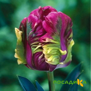 Тюльпан Экзотик Хэвен купить по цене от 186р. в интернет-магазине «Посадика» с доставкой почтой в в Тосное и по всей России – [изображение №1].