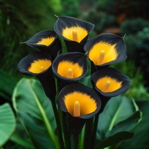 Калла Легато купить по цене от 620р. в интернет-магазине «Посадика» с доставкой почтой в в Тосное и по всей России – [изображение №1].