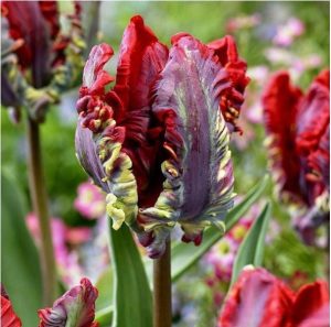 Тюльпан Рококо купить по цене от 350р. в интернет-магазине «Посадика» с доставкой почтой в в Тосное и по всей России – [изображение №1].