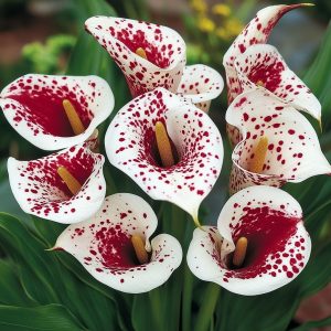 Калла Эмпайр купить по цене от 302р. в интернет-магазине «Посадика» с доставкой почтой в в Тосное и по всей России – [изображение №1].