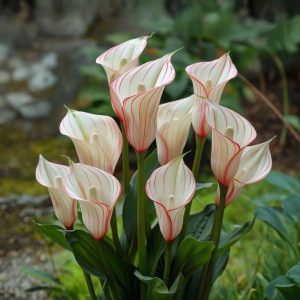 Калла Глейшер купить по цене от 299р. в интернет-магазине «Посадика» с доставкой почтой в в Тосное и по всей России – [изображение №1].