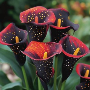 Калла Нуар купить по цене от 299р. в интернет-магазине «Посадика» с доставкой почтой в в Тосное и по всей России – [изображение №1].