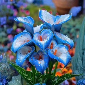 Калла Портрейт купить по цене от 292р. в интернет-магазине «Посадика» с доставкой почтой в в Тосное и по всей России – [изображение №1].