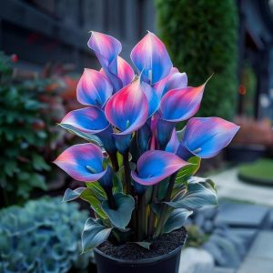 Калла Импрессия купить по цене от 590р. в интернет-магазине «Посадика» с доставкой почтой в в Тосное и по всей России – [изображение №1].