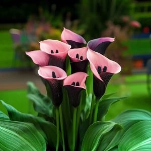 Калла Энигма купить по цене от 291р. в интернет-магазине «Посадика» с доставкой почтой в в Тосное и по всей России – [изображение №1].