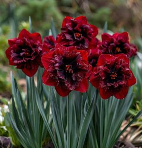 Нарцисс Сапфировый Бриз купить по цене от 3000р. в интернет-магазине «Посадика» с доставкой почтой в в Тосное и по всей России – [изображение №1].