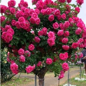 Роза Версаля купить по цене от 232р. в интернет-магазине «Посадика» с доставкой почтой в в Тосное и по всей России – [изображение №1].