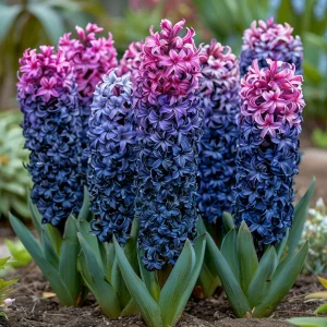 Гиацинт Блю Спринг купить по цене от 2099р. в интернет-магазине «Посадика» с доставкой почтой в в Тосное и по всей России – [изображение №1].