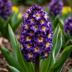 Гиацинт Вельвет Колор купить по цене от 2099р. в интернет-магазине «Посадика» с доставкой почтой в в Тосное и по всей России – [изображение №1].