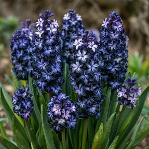 Гиацинт Блум Клауд купить по цене от 2099р. в интернет-магазине «Посадика» с доставкой почтой в в Тосное и по всей России – [изображение №1].