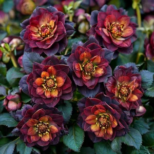 Морозник Сноу Дроп купить по цене от 348р. в интернет-магазине «Посадика» с доставкой почтой в в Тосное и по всей России – [изображение №1].