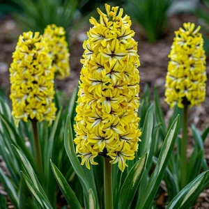 Гиацинт Сансет Голд купить по цене от 2099р. в интернет-магазине «Посадика» с доставкой почтой в в Тосное и по всей России – [изображение №1].